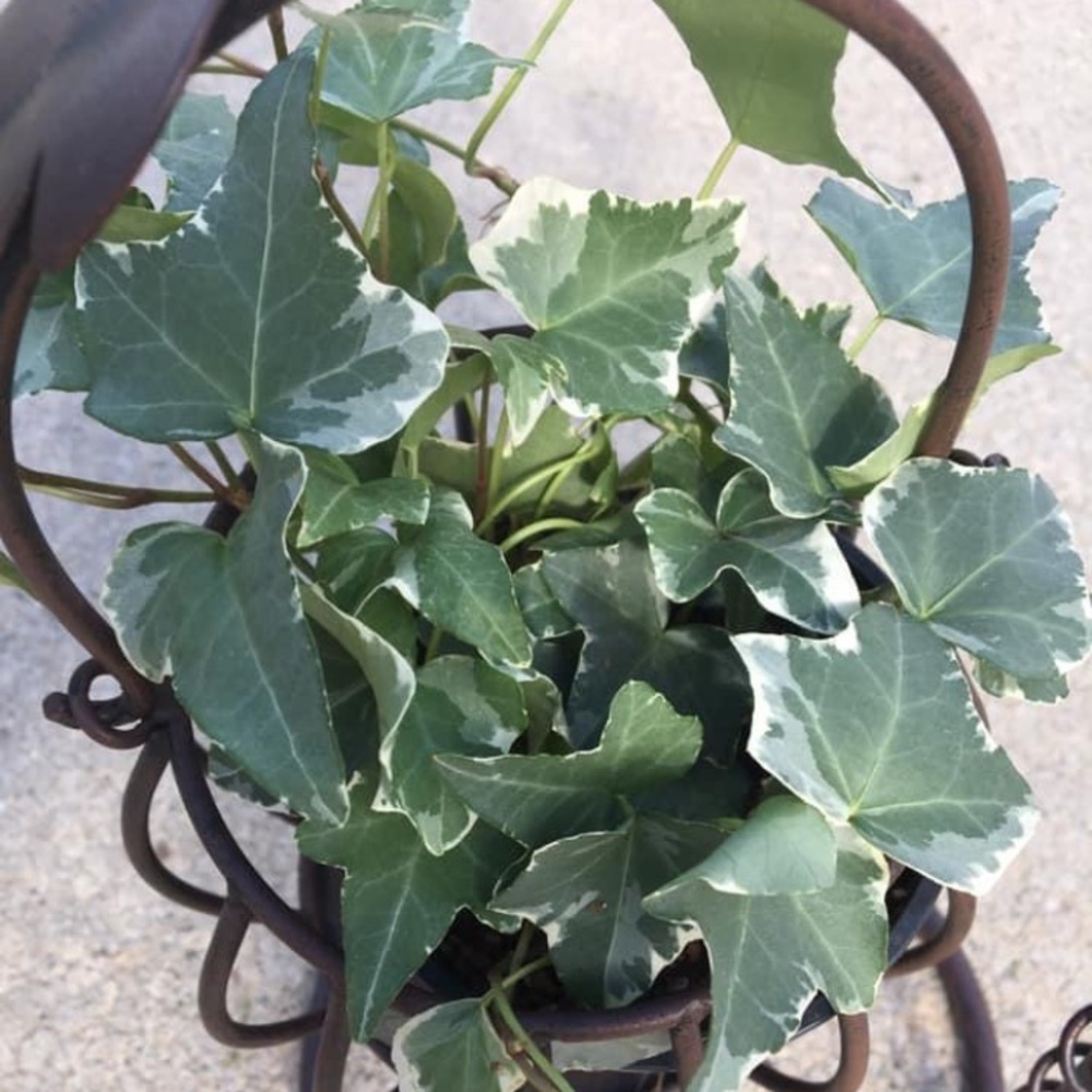 Reserved Ivy!